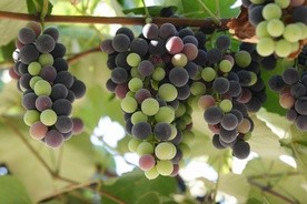 Słodkie winogrona