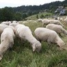 Owce schodzą z gór, kończy się trudny sezon