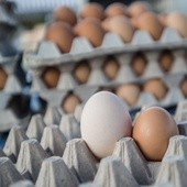 Salmonella wykryta w jajkach z Polski
