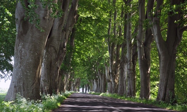 Drzewa ratują zdrowie i życie mieszkańców miast