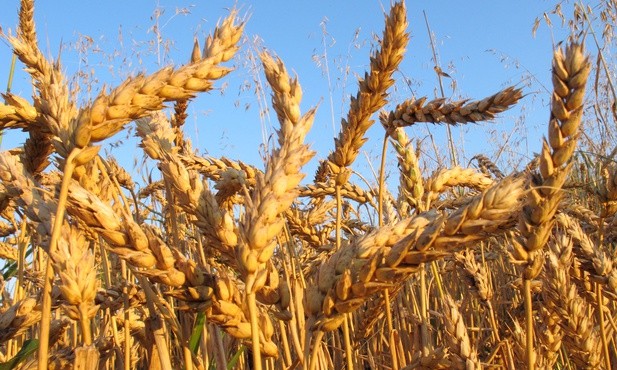 Minister rolnictwa Ukrainy: już w lipcu świat ostro odczuje kryzys żywnościowy spowodowany wojną