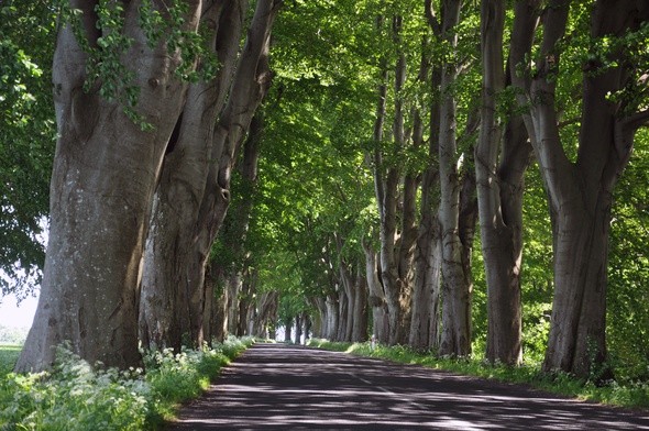 Drzewa ratują zdrowie i życie mieszkańców miast