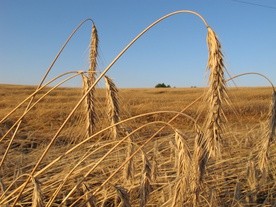 Monokultury nie są zbyt korzystne dla bioróżnorodności