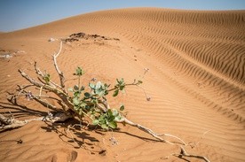 Krzew na pustyni