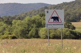 Leśnicy ostrzegają: niedźwiedzie na wiosnę są rozdrażnione