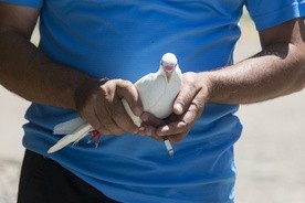 Gołębie mają system nawigacyjny lepszy niż GPS