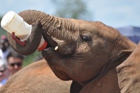 Prehistoryczni mieszkańcy Italii żywili się mięsem słoni