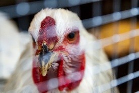 Na umowie ucierpieć może zwłaszcza sektor drobiowy