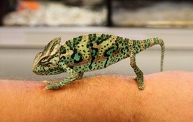 Kameleon