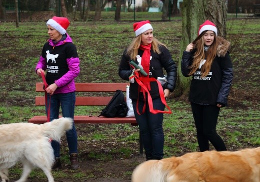 Park dla psów w Elblągu