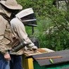 Pszczoły miejskie - szkodzą bioróżnorodności?