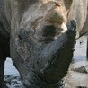 W Azji wielu mężczyzn chętnie kupi sproszkowany róg nosorożca