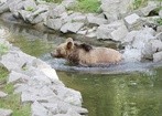 Japonia: Rekordowa liczba zgonów w wyniku ataku niedźwiedzi