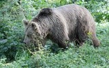 Niedźwiedź
