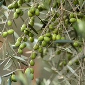 Gałązki oliwne z Włoch