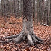 Dzrzewo, o które wycierały się dziki
