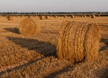 Dyspensa dla pracujących w rolnictwie 