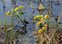 Nad Biebrzą