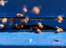 Przybywa "miejskich" pszczół. I to nie jest dobra wiadomość dla dzikich zapylaczy