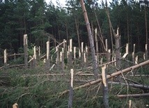 Las po przejściu trąby powietrznej