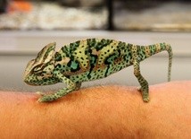 Kameleon