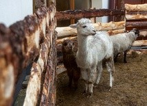 Portugalia ma największą żywą szopkę w Europie 