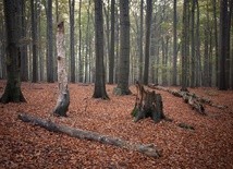 Czy kiedykolwiek się dowiemy?