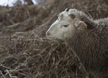 PE za całkowitym zakazem klonowania zwierząt