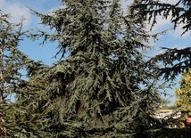 Cedr Libański. Dawniej drzewo święte, a dziś?