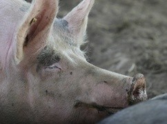 Hiszpania: Katalonia prosi o pomoc wojsko 