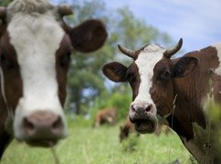 "PB": Polska żywność w cieniu Mercosuru