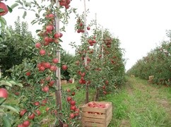 UOKiK: niskie ceny płodów rolnych to nie wynik zmowy