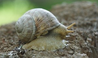 Nasze najlepsze! Rzecz o ślimakach