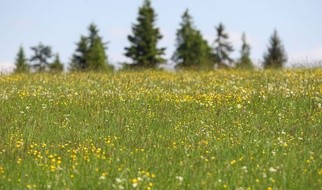 Mniszek? Na zdrowie!