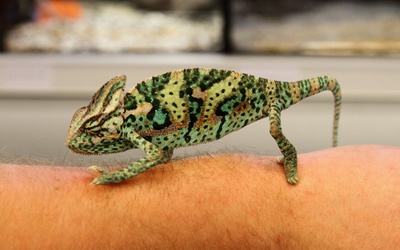 Kameleon