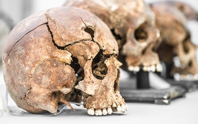 Co nam powie o człowieku szczęka sprzed 1,8 miliona lat?