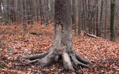 Dzrzewo, o które wycierały się dziki