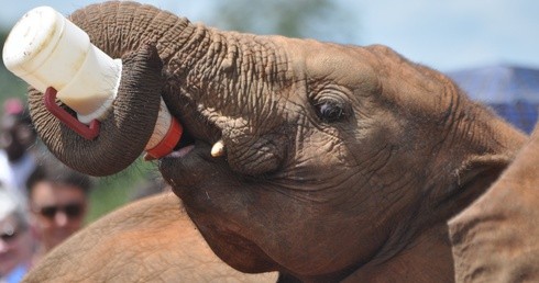 Portugalia: W regionie Alentejo powstaje pierwszy w Europie azyl dla słoni