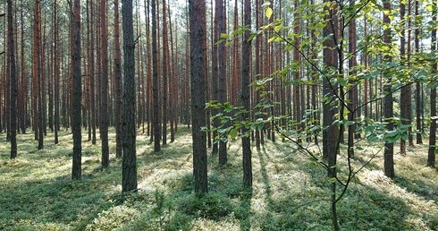 Lasy znowu zostaną zamknięte? Sytuacja jest dramatyczna