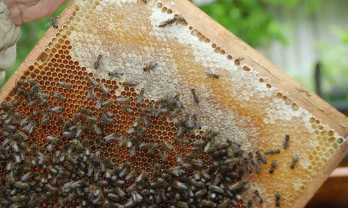 07.05.21| Przygoda z pszczołami