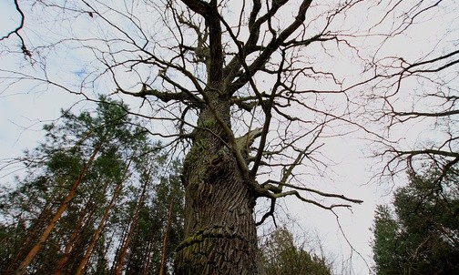 04.02.21| Soplówka