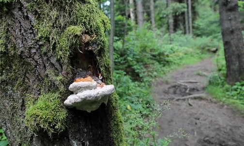 14.06.21| Zapiekanka z Huby