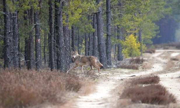 Ktoś widział wilka? Tropimy zwierzęta