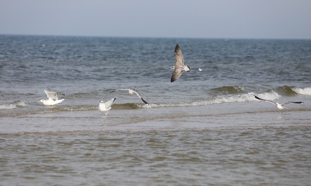 Bałtycka plaża