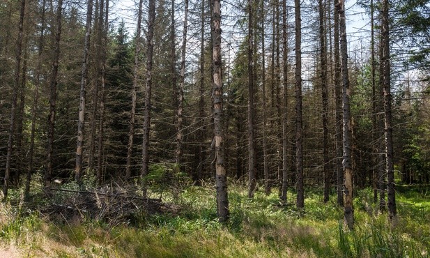 Komisja Europejska musi przedstawić dodatkowe dowody ws. Puszczy Białowieskiej