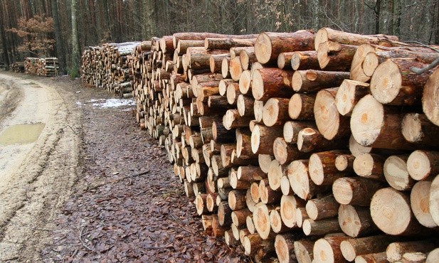 Drewno - surowiec strategiczny
