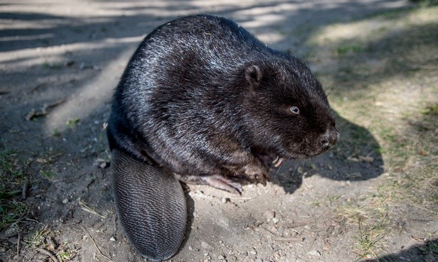 Bóbr