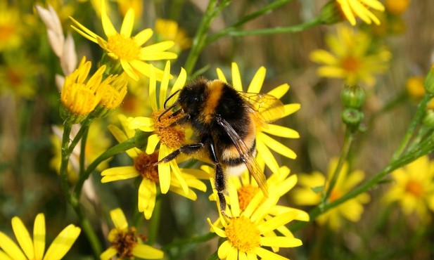 Farmy wiatrowe pszczołom nie szkodzą