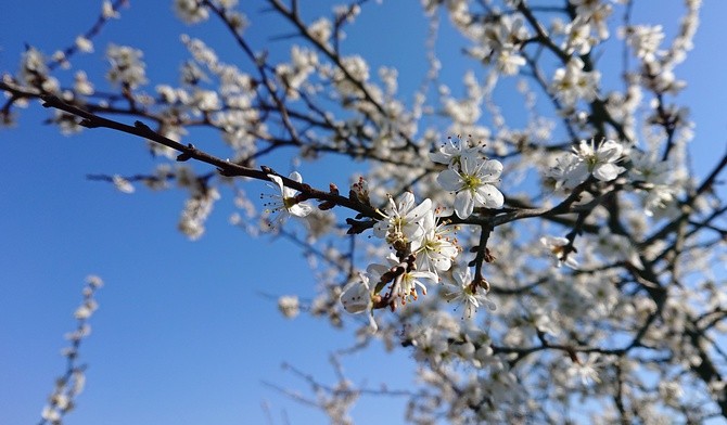 Abyśmy dzięki Chrystusowi mieli życie