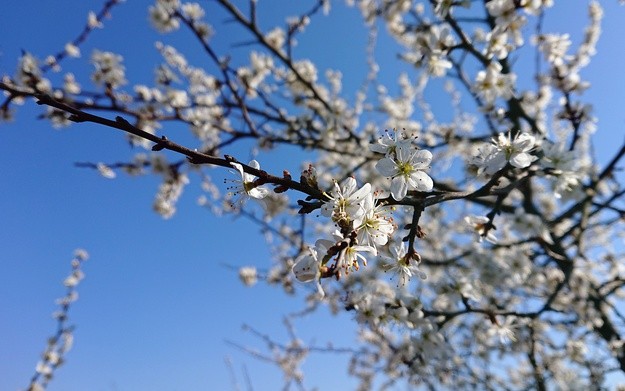 Wiosną życie inne niż zimowa wegetacja